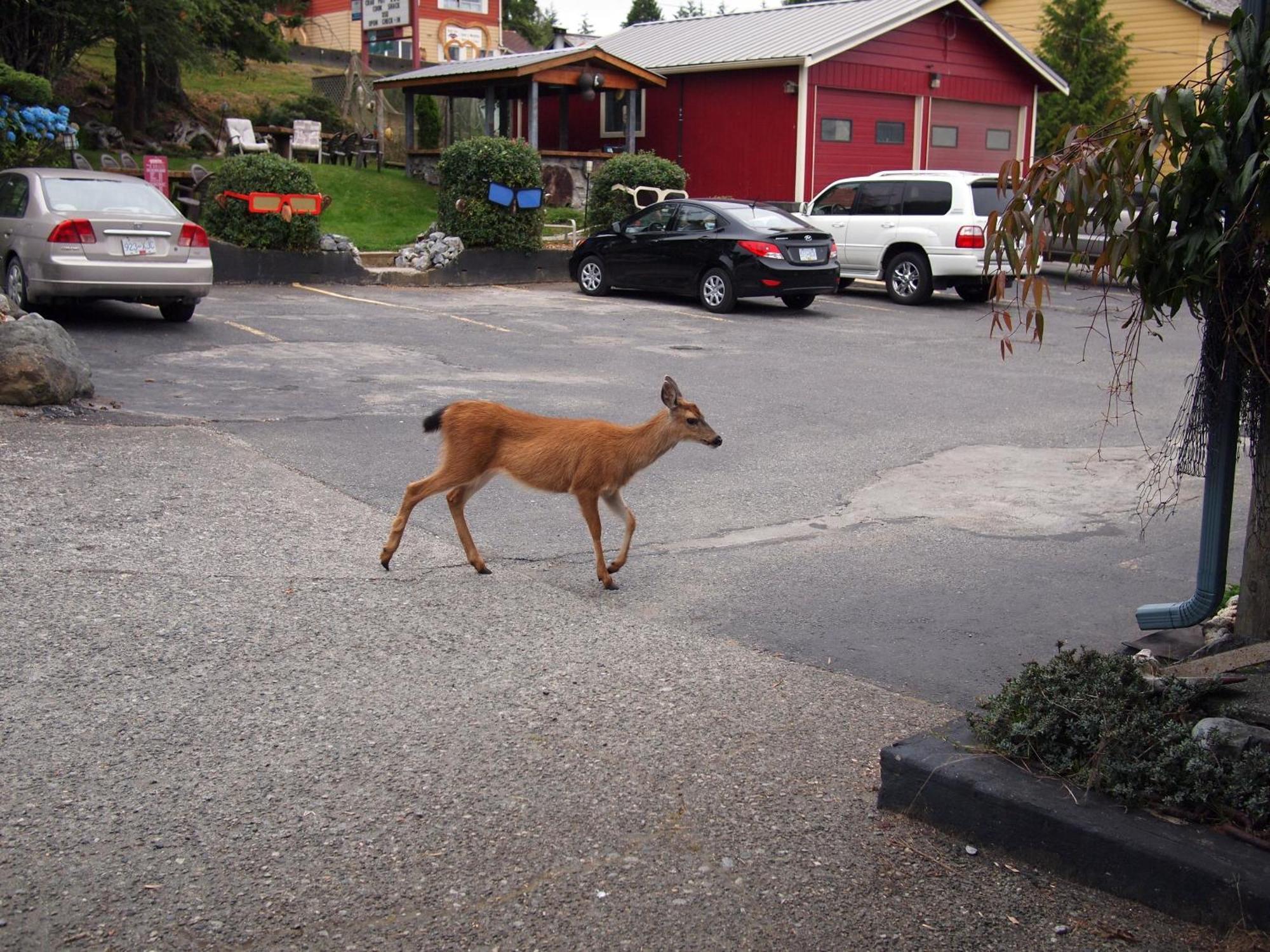 West Coast Motel On The Harbour Ucluelet Bagian luar foto